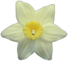 Floating Candles: Daffodil