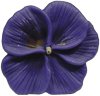 Floating Candles: Pansy