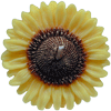 Floating Candles: Sunflower